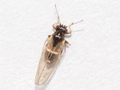 Trioza galii